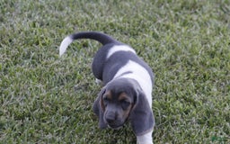 Basset Hound dogs for sale: Flo - Image 6