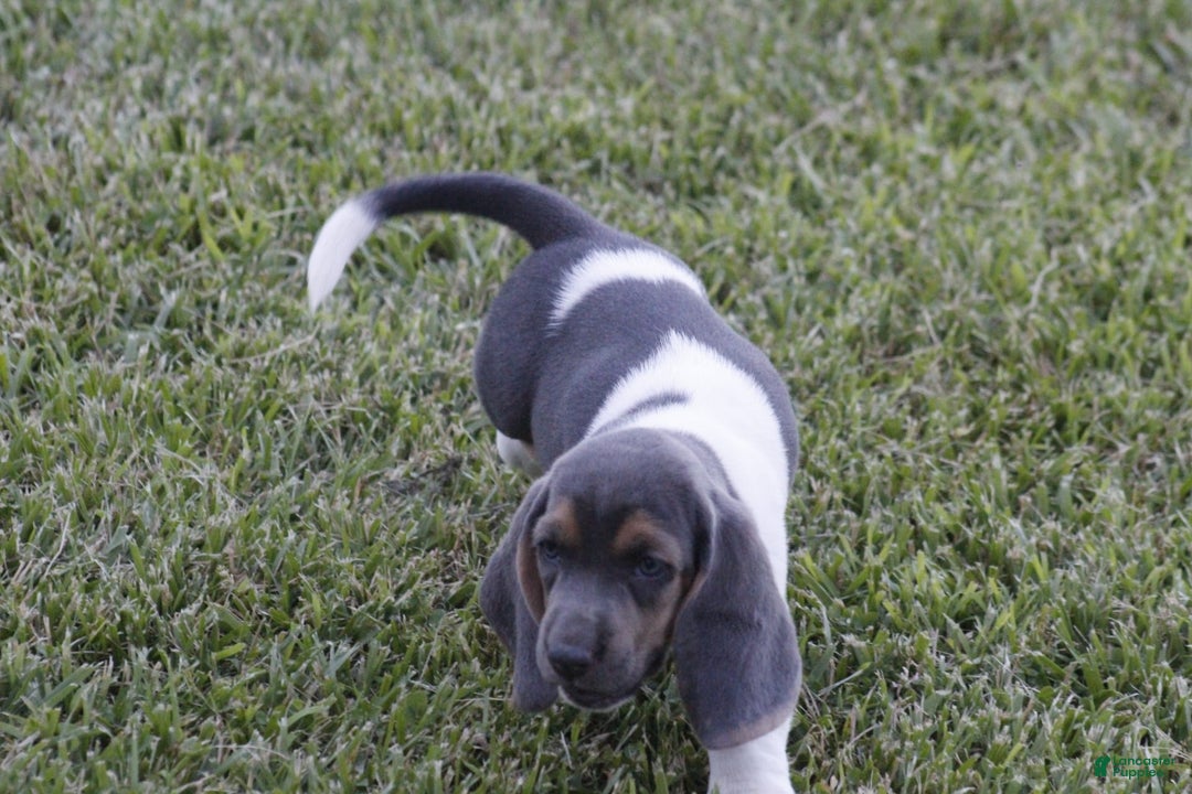 Basset Hound dogs for sale: Flo - Image 6
