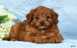 Cavapoo dogs for sale: Tinker - Image 9