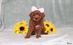 Miniature Poodle dogs for sale: Violet - Image 5