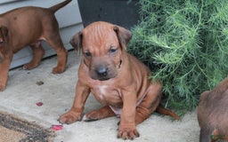 Rhodesian Ridgeback dogs for sale: Greg - Image 4