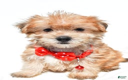 Morkie dogs for sale: Ritz Teacup - Image 3