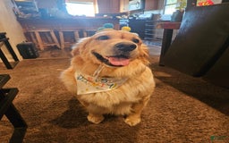 Golden Retriever dogs for sale: Golden Retriever - Image 21