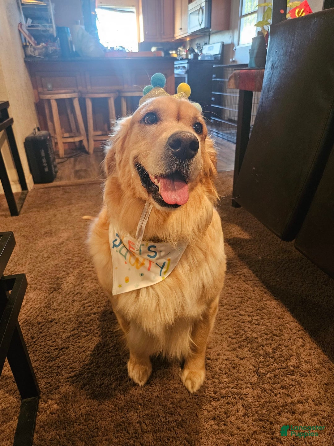 Golden Retriever dogs for sale: Golden Retriever - Image 21
