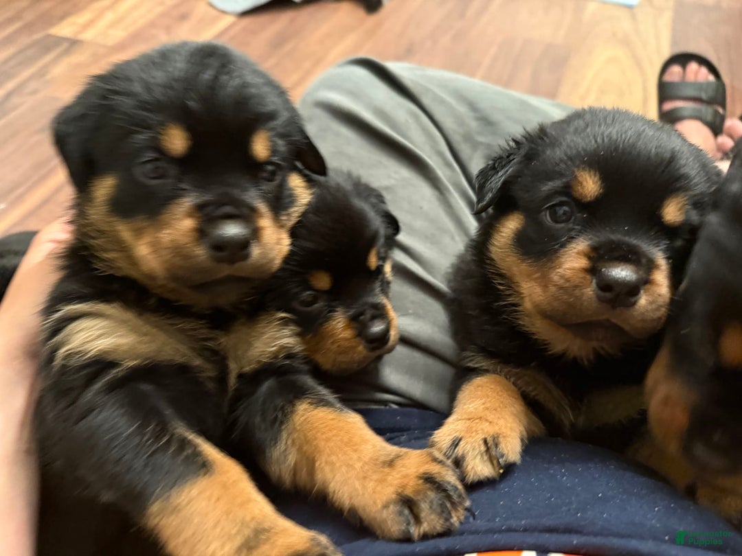 Rottweiler dogs for sale: Tinkerbelle - Image 2