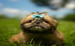Shih Tzu dogs for sale: Cinnamon Toast Crunch - Image 7