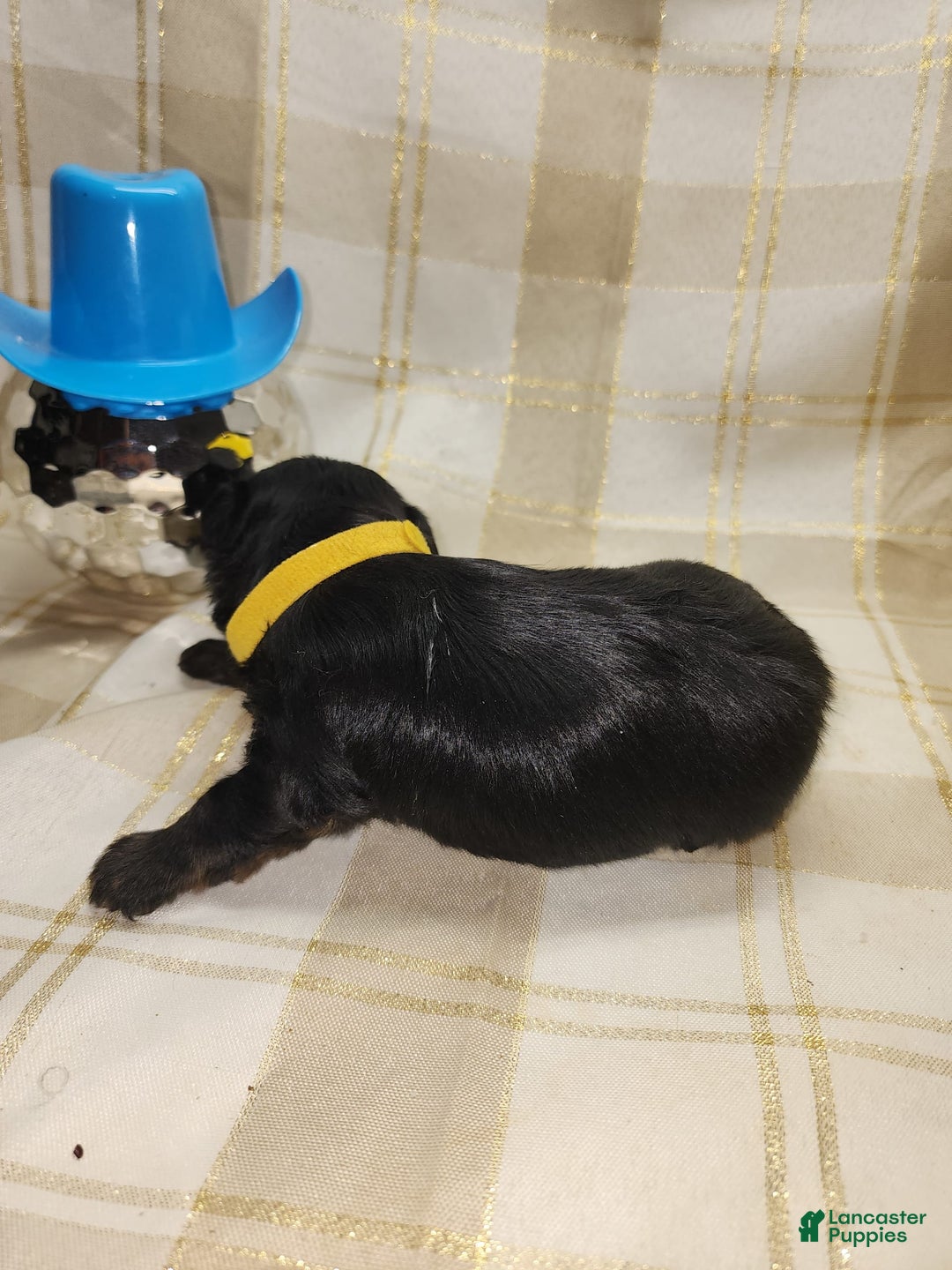 Yorkshire Terrier dogs for sale: Ernie - Image 4