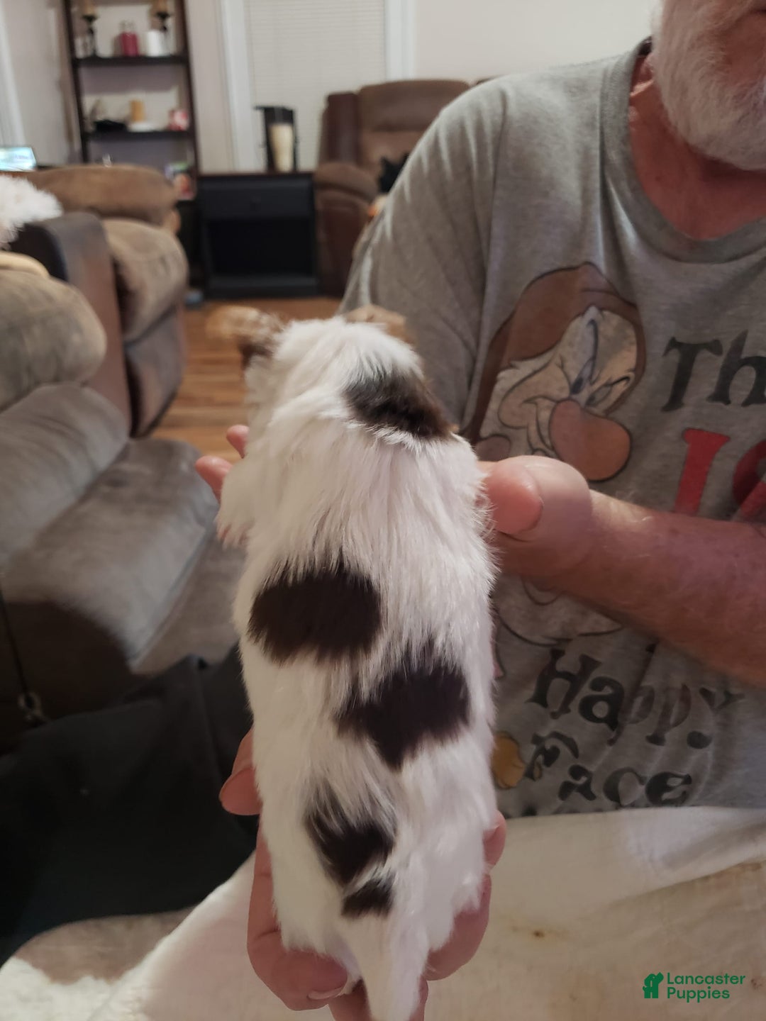 Yorkshire Terrier dogs for sale: Dexter - Image 2