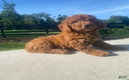 Mini Goldendoodle dogs for sale: Duchess - Image 5