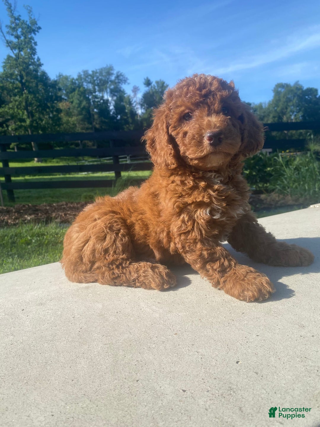 Mini Goldendoodle dogs for sale: Duchess - Image 5