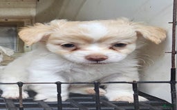 Chihuahua dogs for sale: Darcey - Image 2