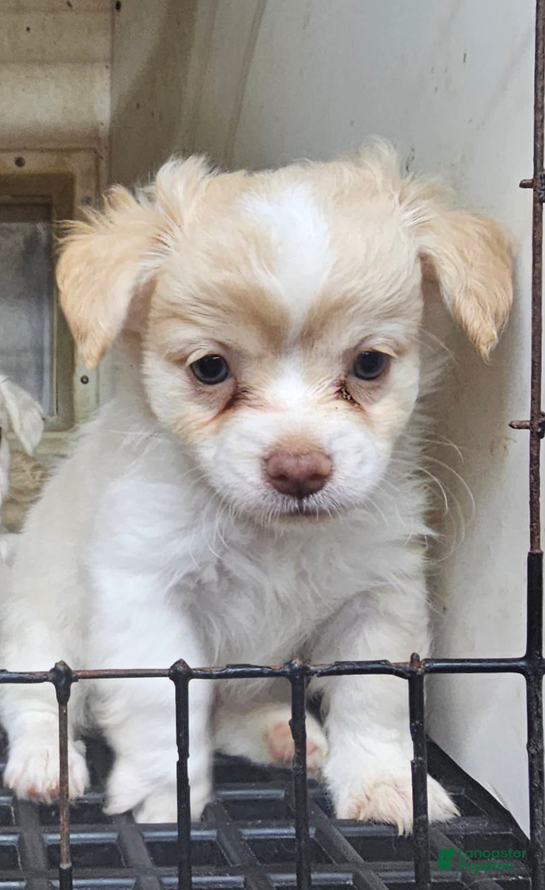 Chihuahua dogs for sale: Darcey - Image 2