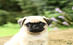 Pug dogs for sale: Jasmine - Image 1
