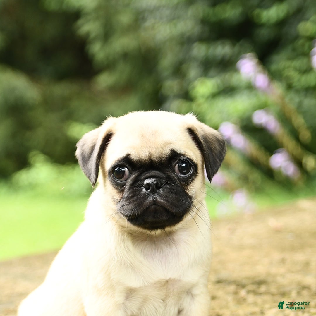Pug dogs for sale: Jasmine - Image 1