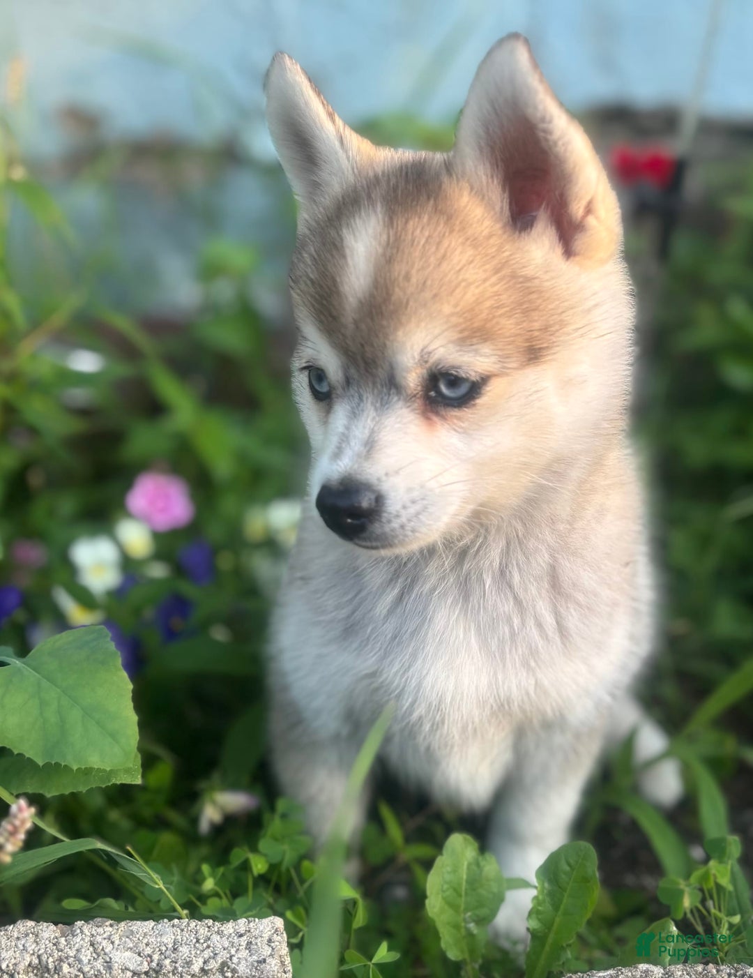 Pomsky dogs for sale: Duke - Image 12