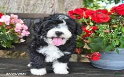 Mini Aussiedoodle dogs for sale: Angel - Image 5
