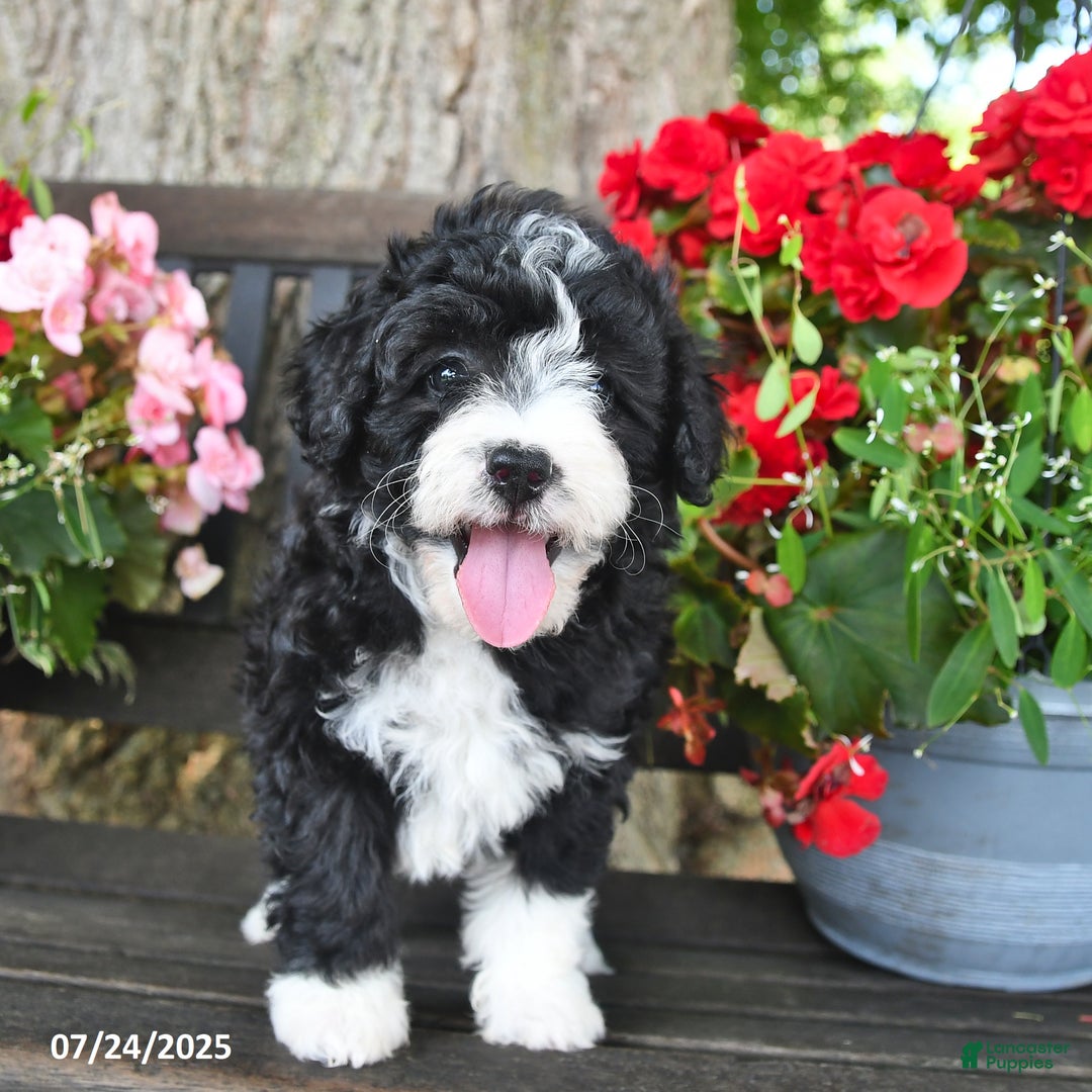Mini Aussiedoodle dogs for sale: Angel - Image 5