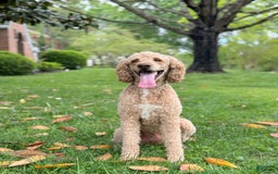 Labradoodle dogs for sale: Caramel - Image 13
