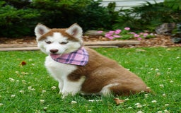 Siberian Husky dogs for sale: River - Image 6