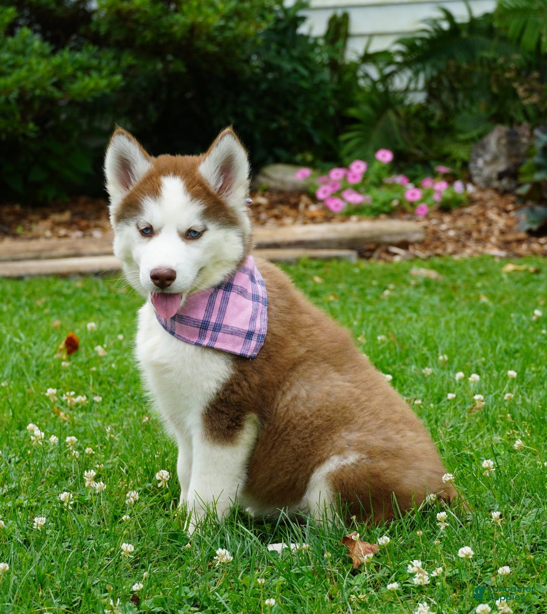 Siberian Husky dogs for sale: River - Image 6