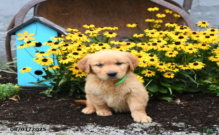 Golden Retriever dogs for sale - Ad 2