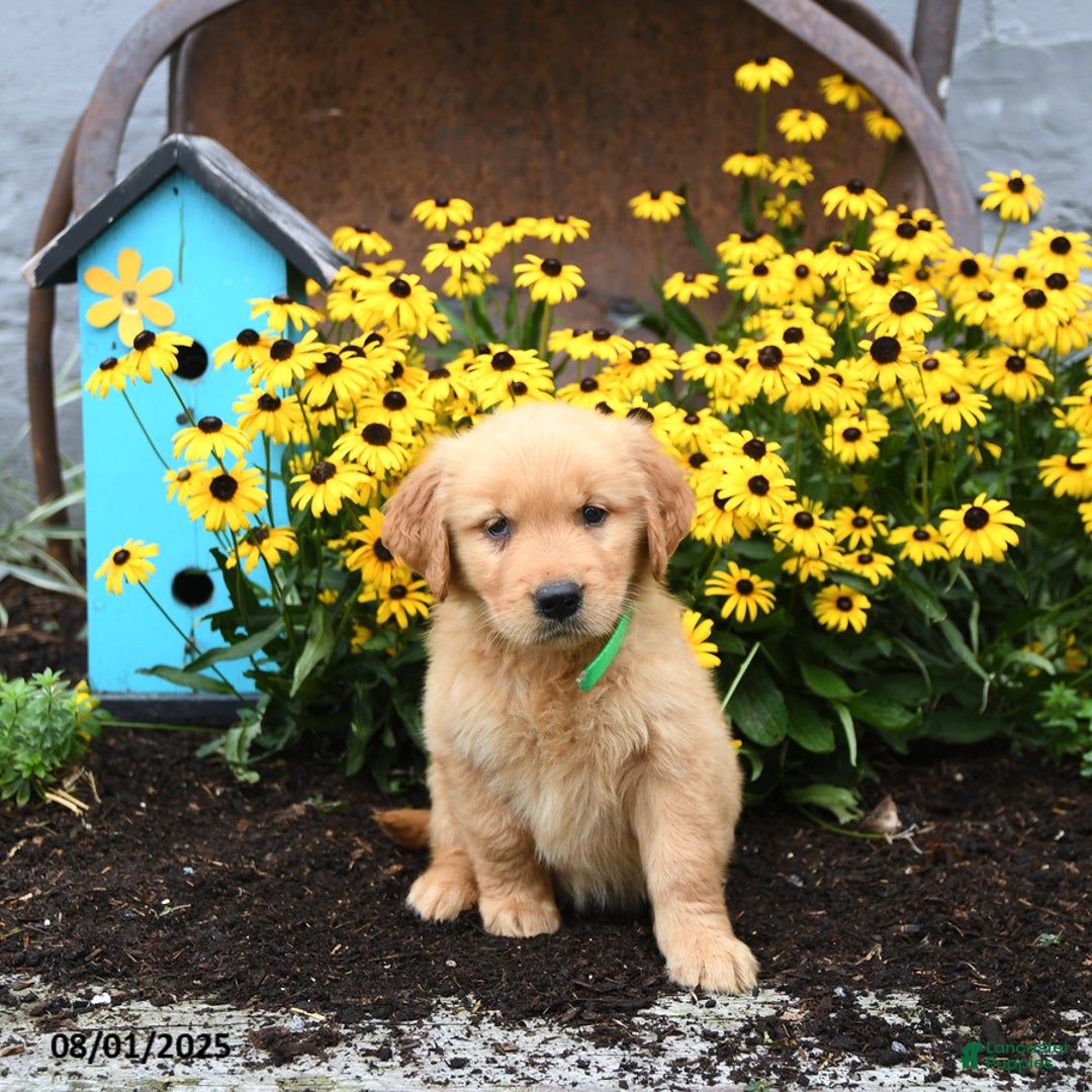 Golden Retriever dogs for sale: Flora - Image 5