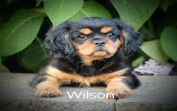 Cavalier King Charles Spaniel dogs for sale: Wilson - Image 5