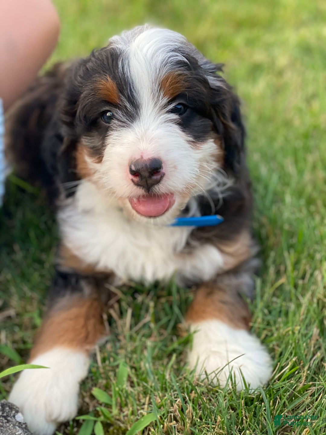 Mini Bernedoodle dogs for sale: Lincoln - Image 1