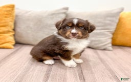 Australian Shepherd dogs for sale: Milo - Image 10