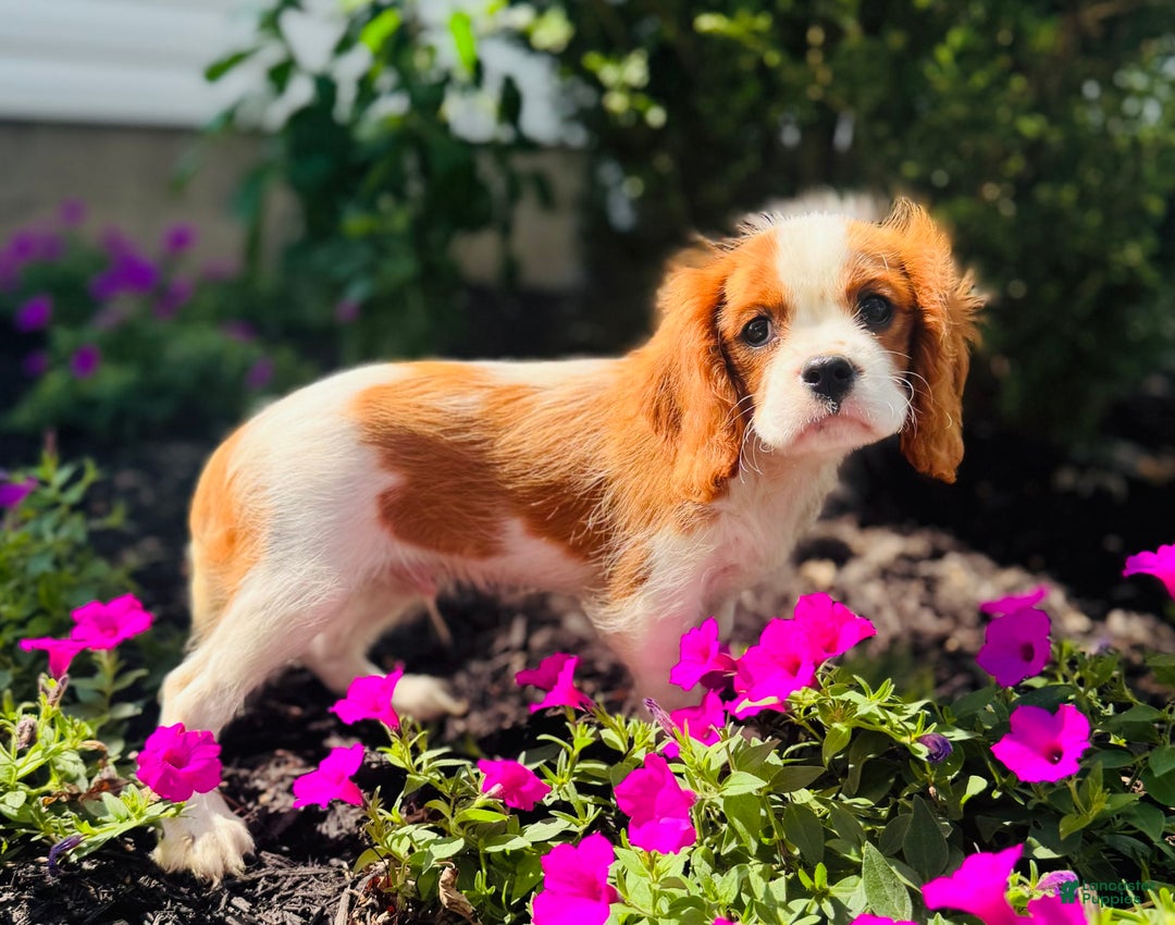 Cavalier King Charles Spaniel dogs for sale: Marble - Image 5