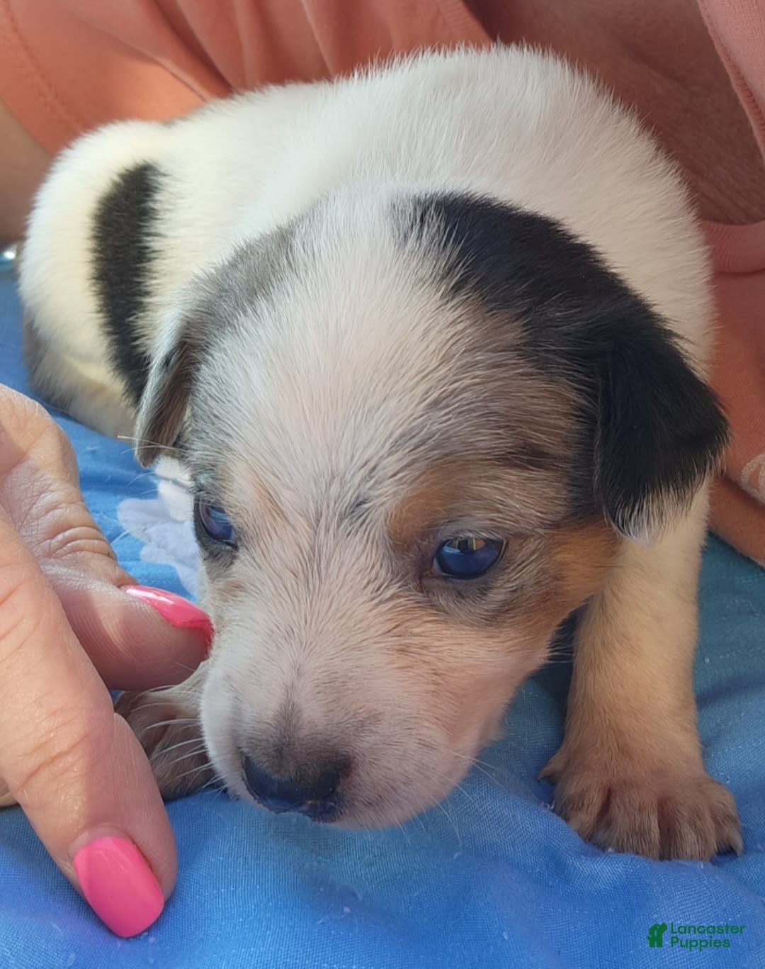 Catahoula Leopard Dog dogs for sale: Virginia - Image 6