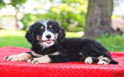 Mini Bernedoodle dogs for sale: Selah - Image 8