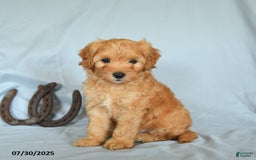 Shihpoo dogs for sale: River - Image 3