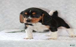 Beagle dogs for sale: Wilson - Image 1