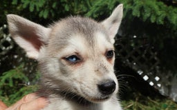 Gerberian Shepsky dogs for sale: Fawn - Image 3