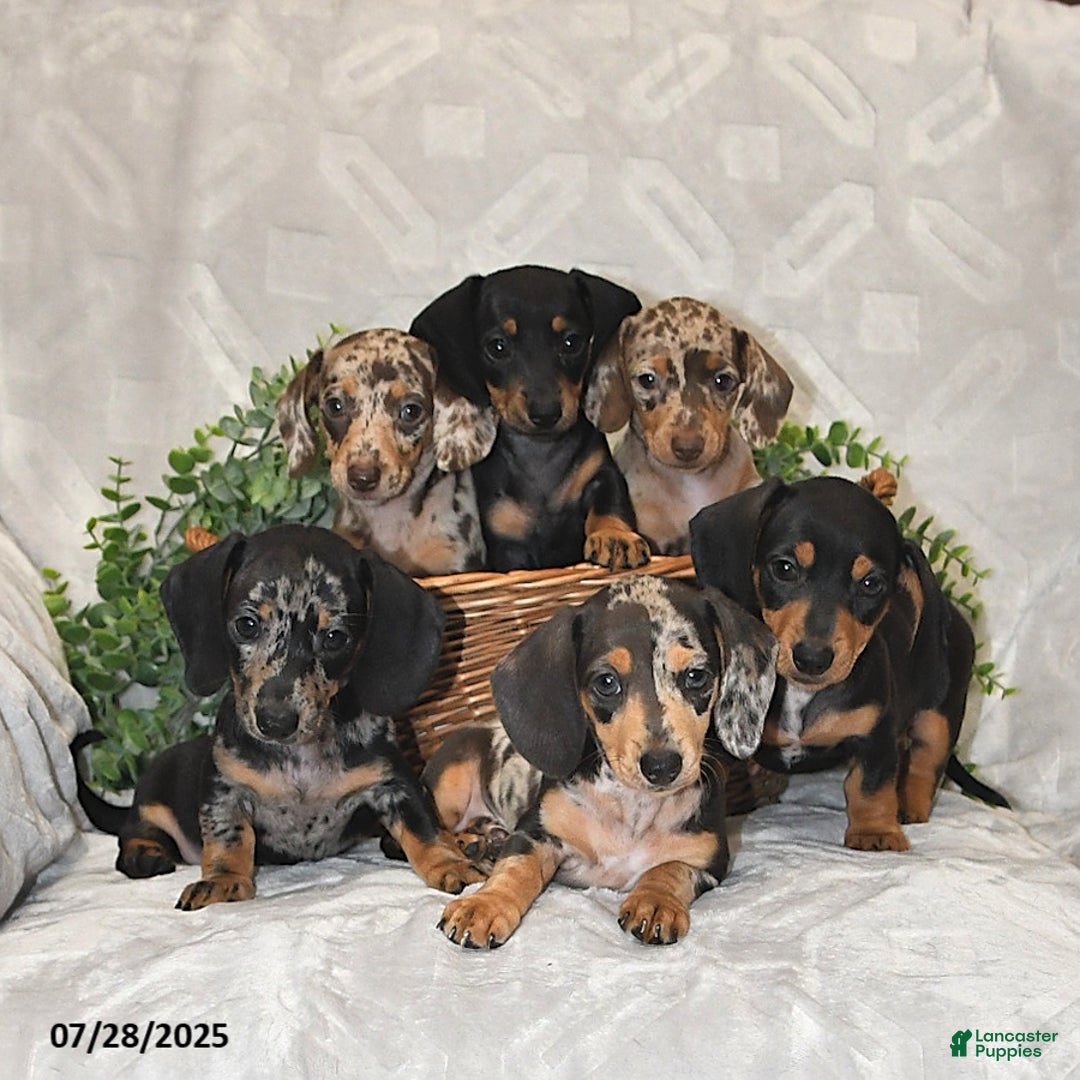 Miniature Dachshund dogs for sale: Kaden - Image 5