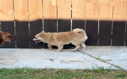 Pomeranian dogs for sale: Giovanna - Image 22