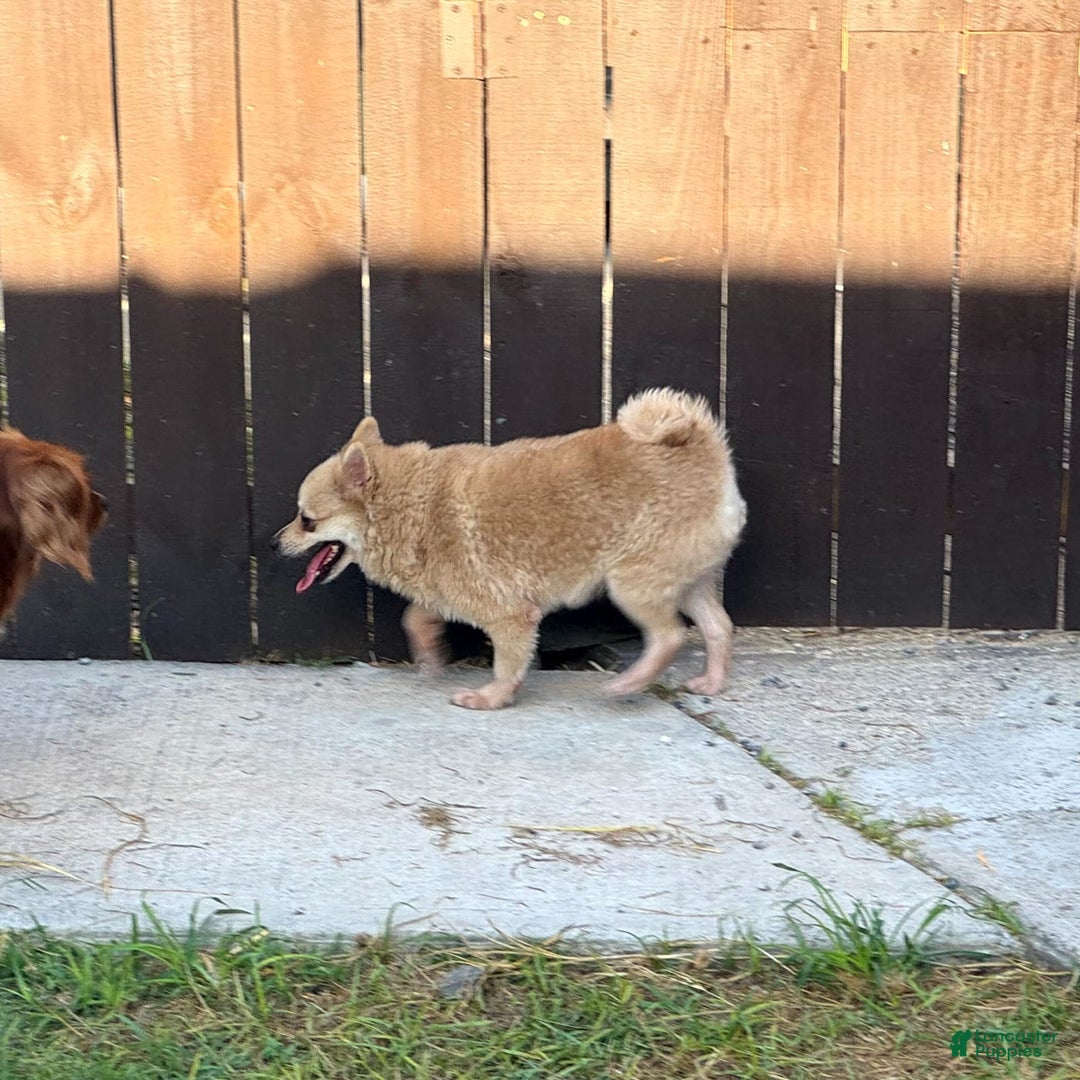 Pomeranian dogs for sale: Giovanna - Image 22