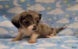 Miniature Dachshund dogs for sale: Sky - Image 2