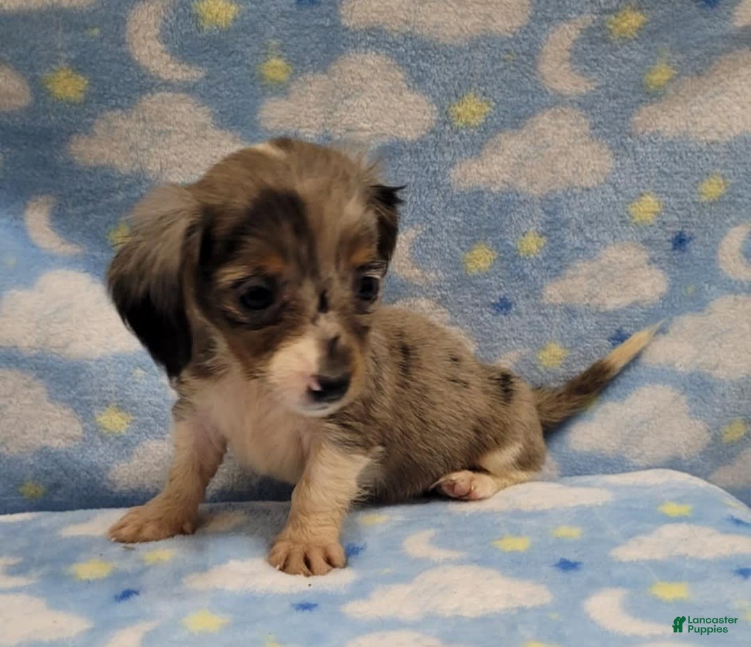Miniature Dachshund dogs for sale: Sky - Image 2