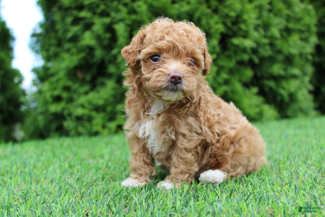 Toy Poodle dogs for sale: Ellie - Image 8