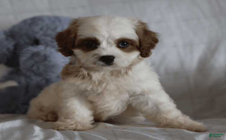 Cavapoo dogs for sale - Ad 2