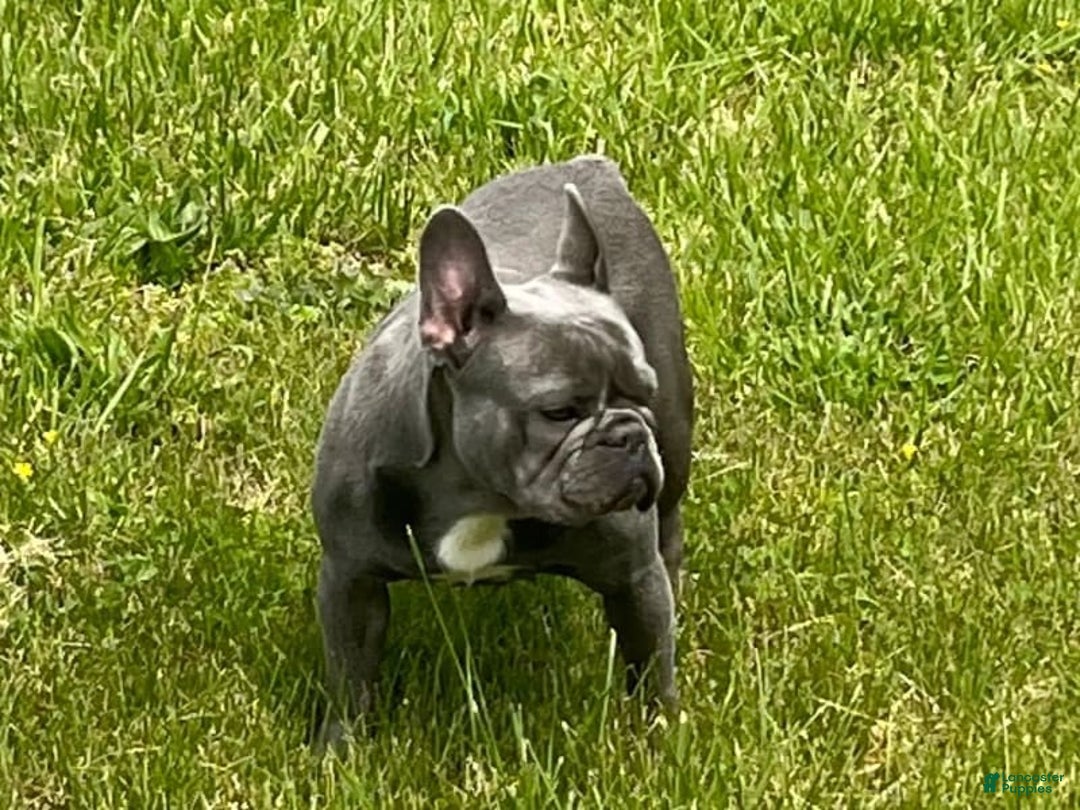 French Bulldog dogs for sale: Biscuit - Image 5