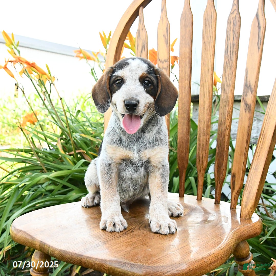 Beagle dogs for sale: Lane - Image 2