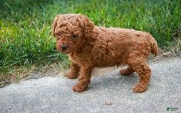 Miniature Poodle dogs for sale: Tristan - Image 3