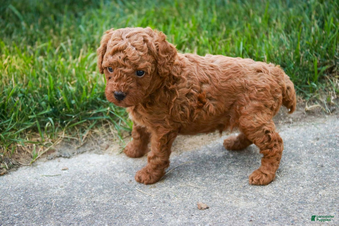 Miniature Poodle dogs for sale: Tristan - Image 3
