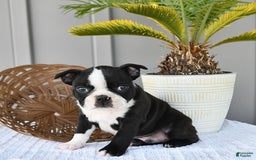 Boston Terrier dogs for sale: Domino - Image 4