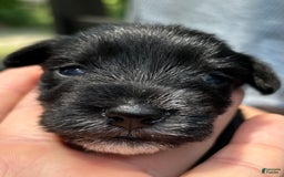 Miniature Schnauzer dogs for sale: Mia - Image 7