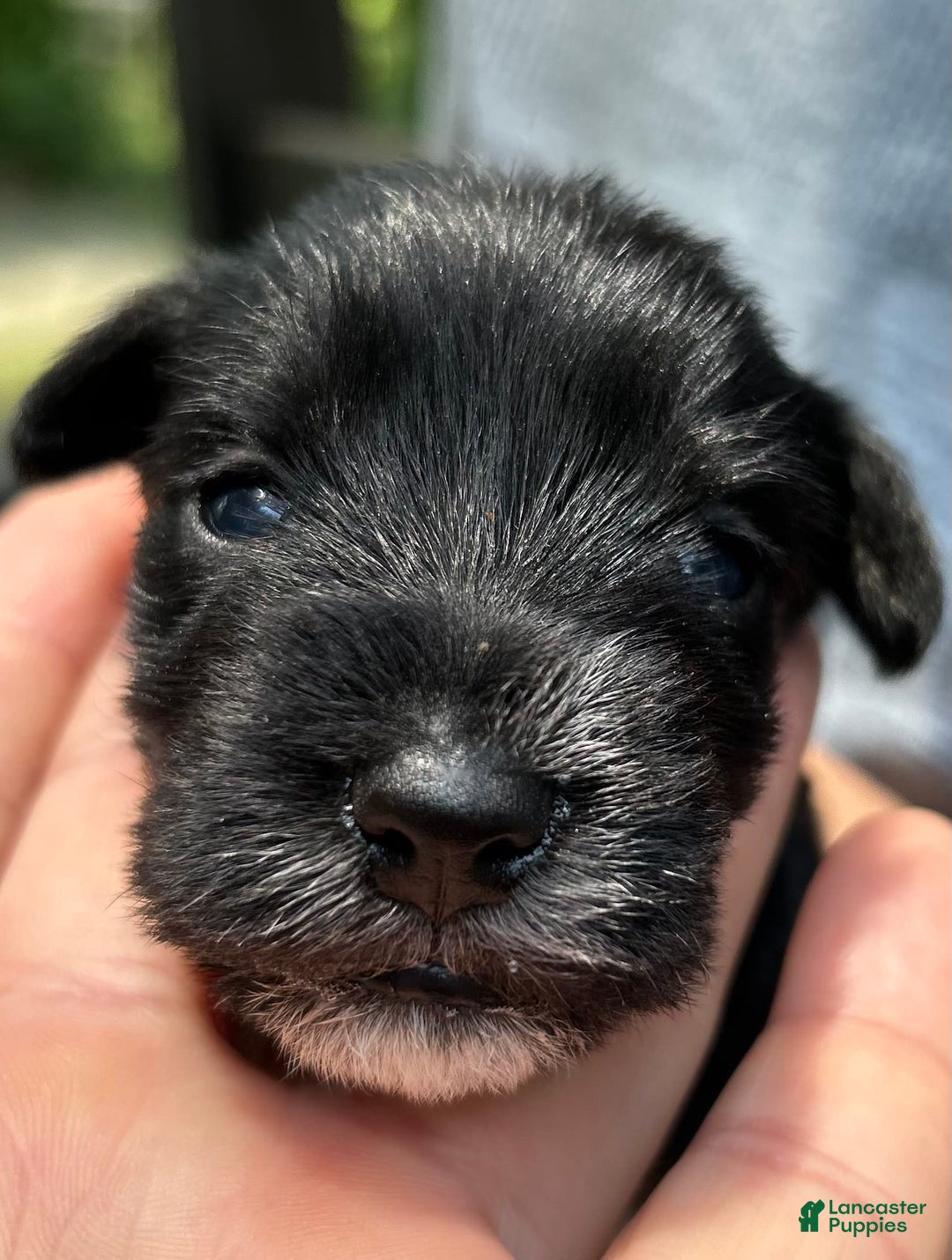 Miniature Schnauzer dogs for sale: Mia - Image 7