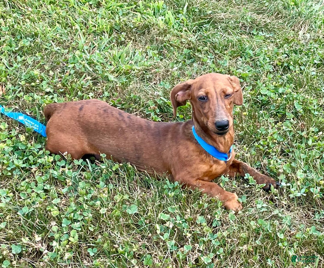 Miniature Dachshund dogs for sale: Griffin - Image 8